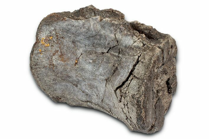 Fossil Dinosaur (Tenontosaurus) Caudal Vertebra - Montana #342282